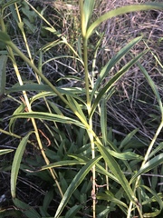 Helianthus longifolius