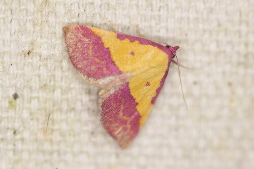 Pink-bordered Yellow photo 5