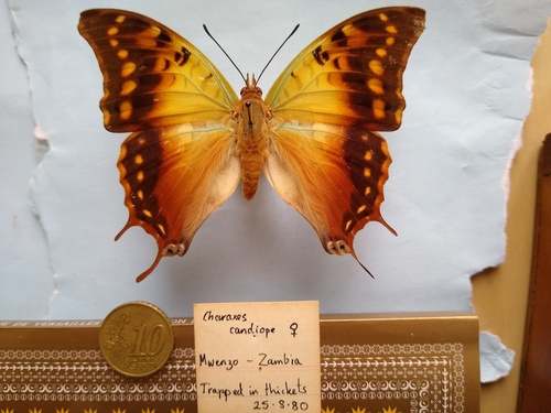 Green-veined Emperor
