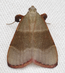 Basacallis tarachodes