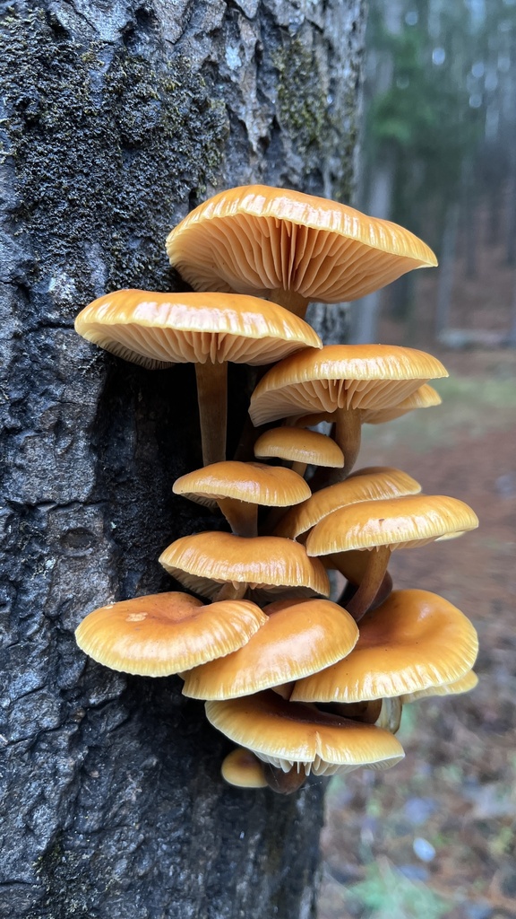 Flammulina velutipes · July 2025 · photo: © djnugent (iNaturalist, cc0)