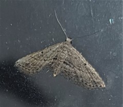 Araeopteron canescens