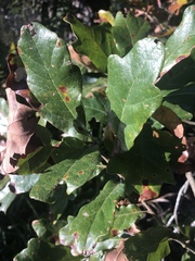 Quercus boyntonii