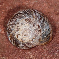 Oreohelix
