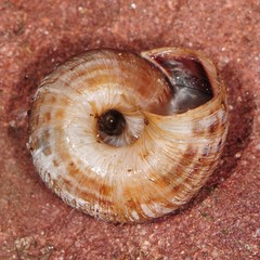 Oreohelix