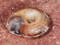 Oreohelix