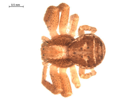 Xysticus obscurus