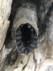 Scaptotrigona mexicana