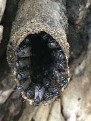 Scaptotrigona mexicana