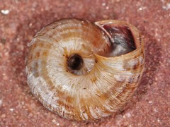 Oreohelix