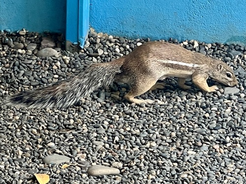 Striped Ground Squirrel