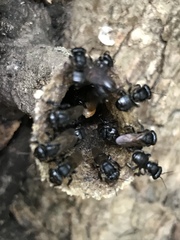 Scaptotrigona mexicana