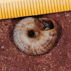 Oreohelix