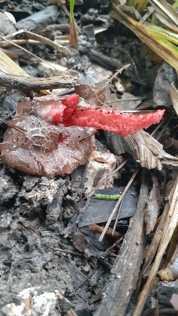 Clathrus archeri · July 2025 · photo: © aardvark04 (iNaturalist, cc0)