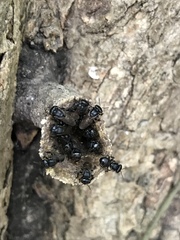 Scaptotrigona mexicana