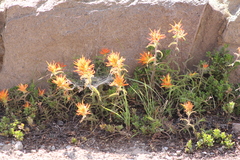 Castilleja applegatei applegatei