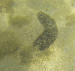 Holothuria atra