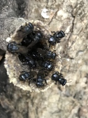 Scaptotrigona mexicana