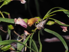 Eremophila bignoniiflora
