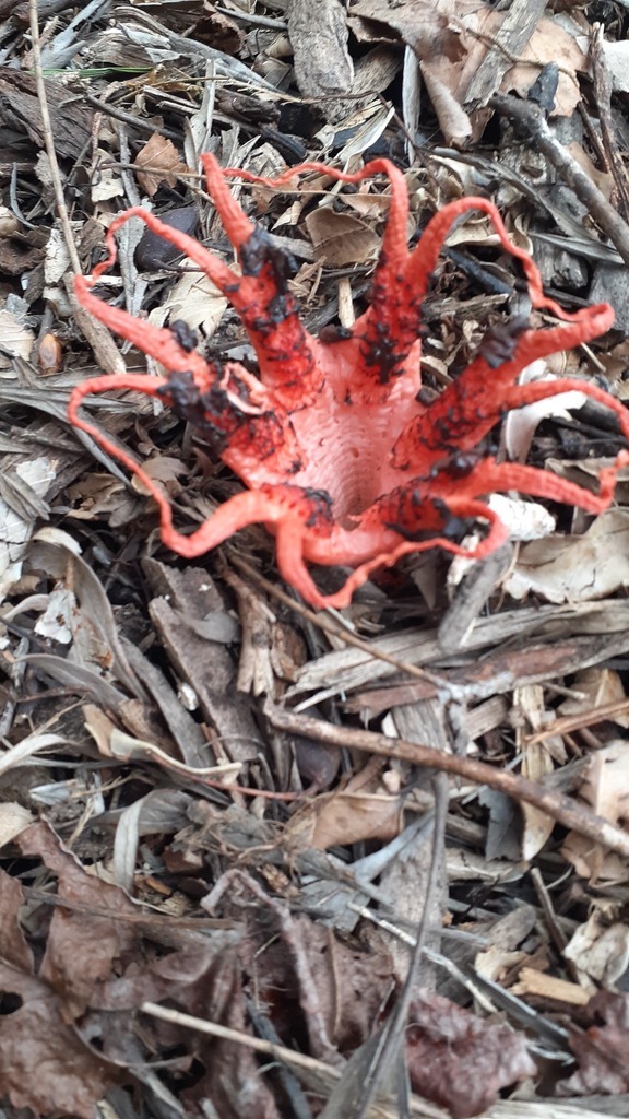 Clathrus archeri · July 2025 · photo: © aardvark04 (iNaturalist, cc0)