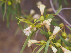 Eremophila bignoniiflora