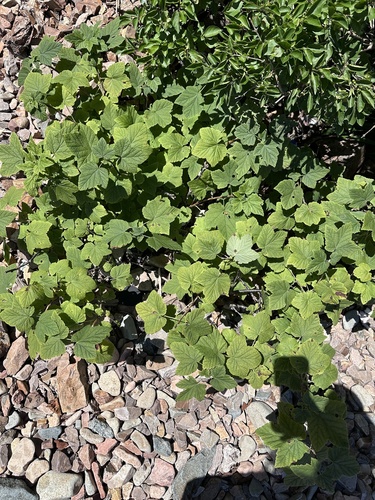 Ribes mandshuricum, photograph 6