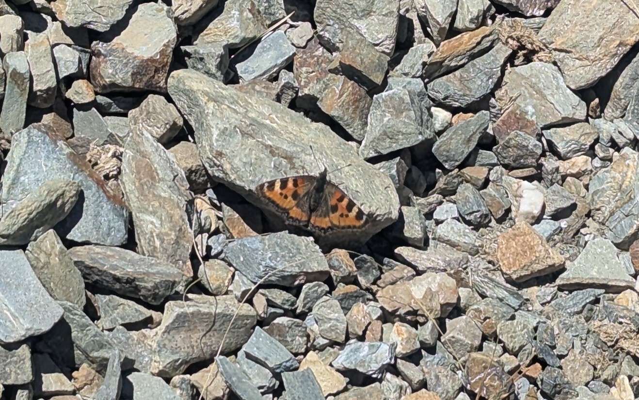 Mountain Tortoiseshell
