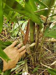 Ptychosperma macarthurii