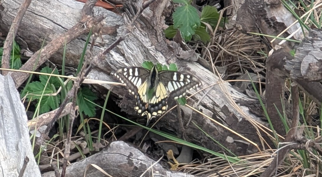 Common Yellow Swallowtail