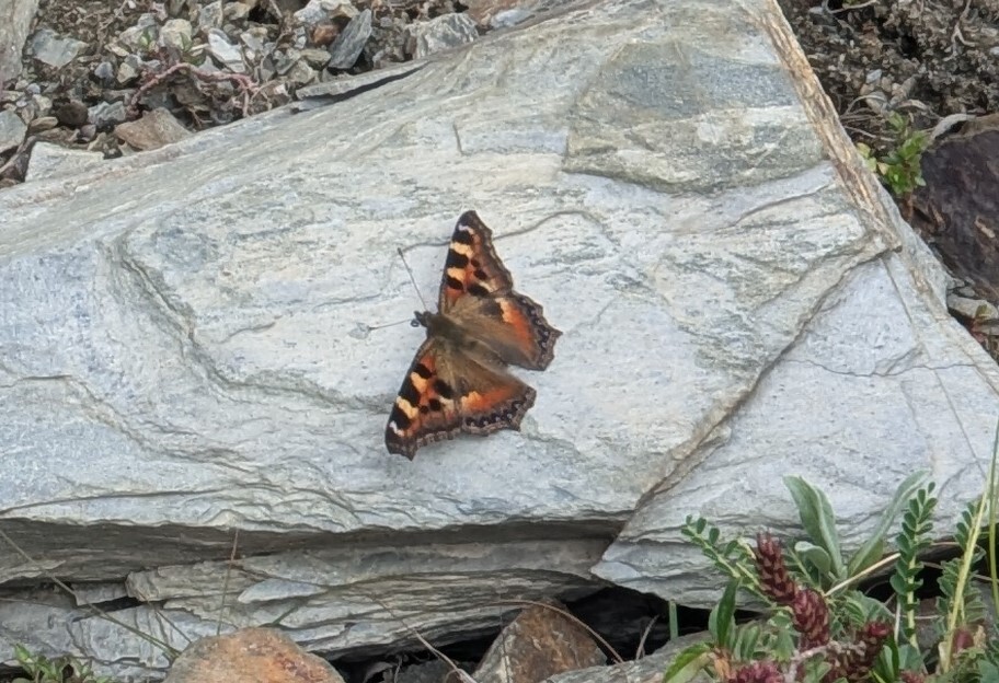 Indian Tortoiseshell