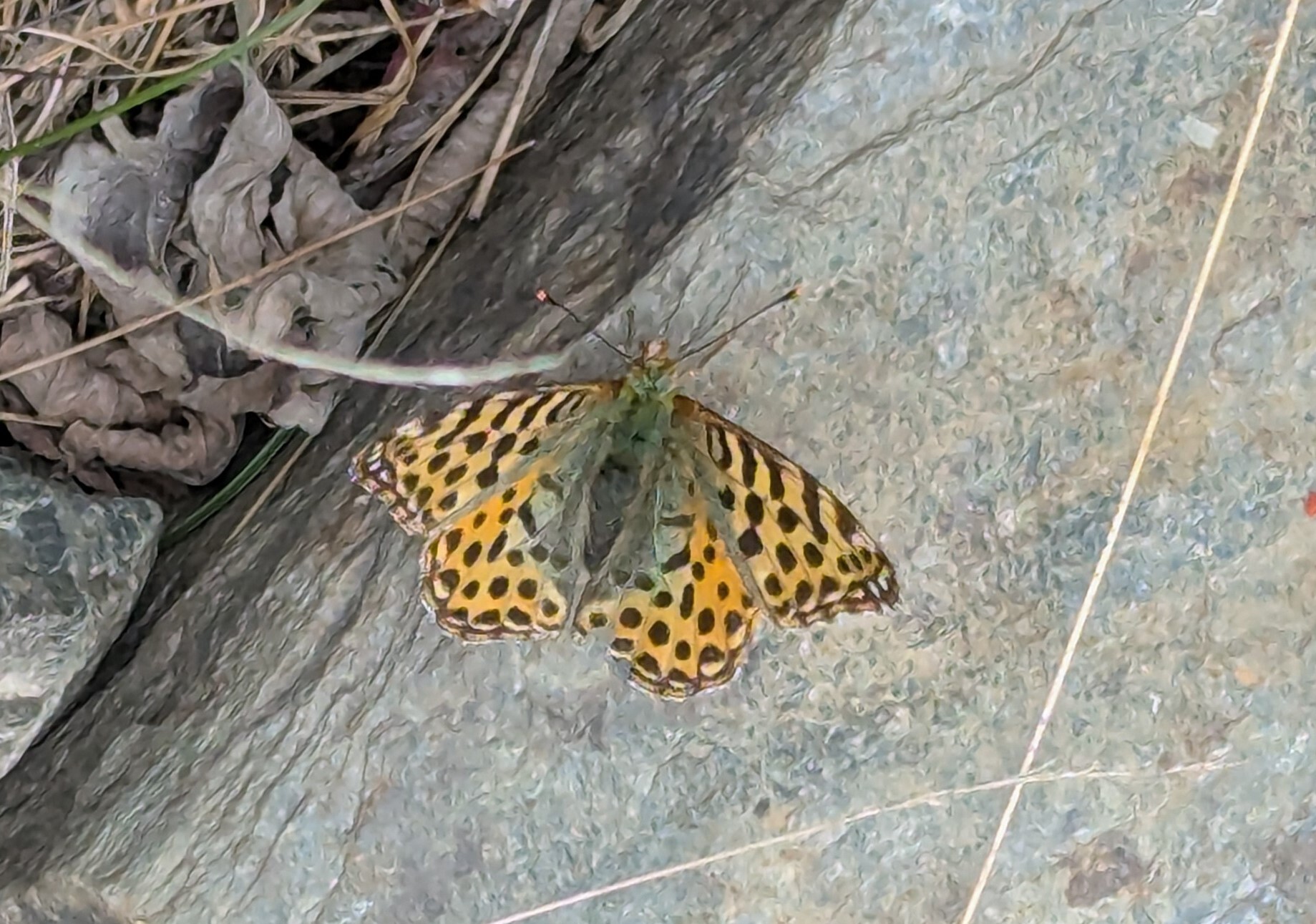 Himalayan Queen Fritillary