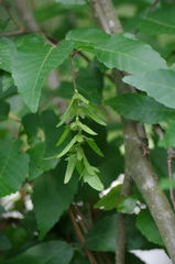 Carpinus caroliniana
