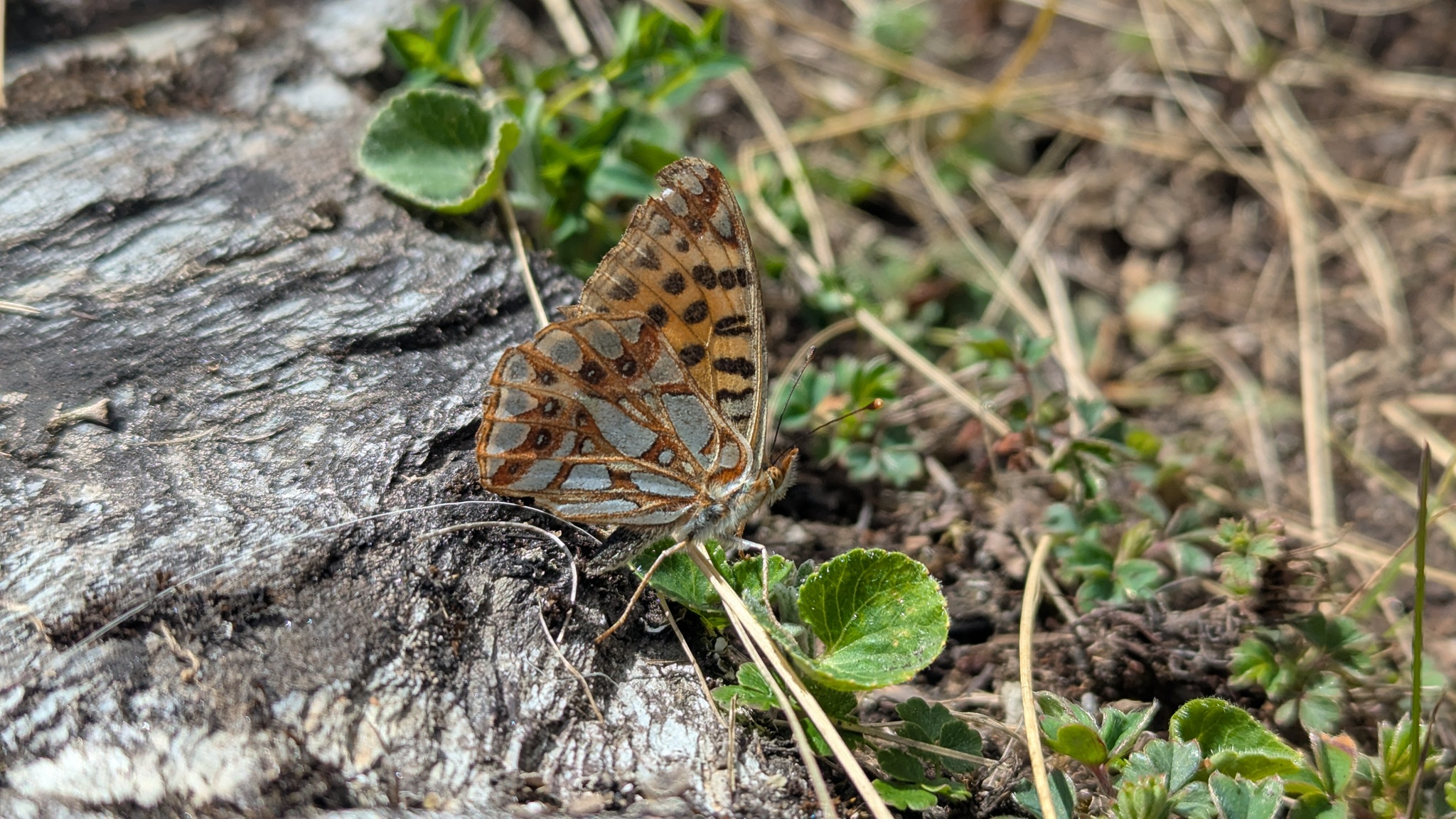 Himalayan Queen Fritillary