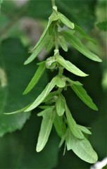 Carpinus caroliniana