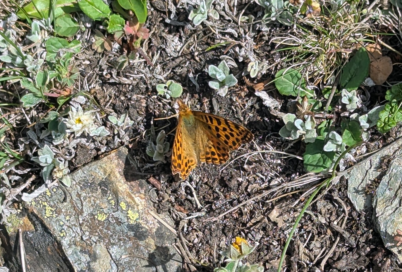 Himalayan Queen Fritillary