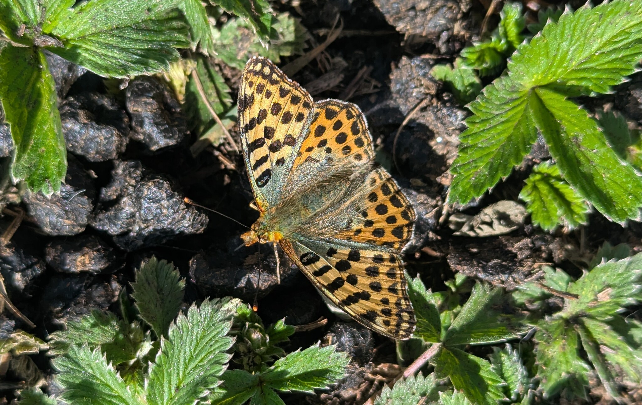 Himalayan Queen Fritillary