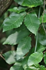 Carpinus caroliniana