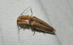 Semiotus ligneus