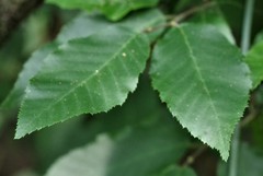 Carpinus caroliniana