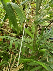 Ptychosperma macarthurii