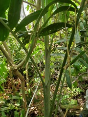 Ptychosperma macarthurii