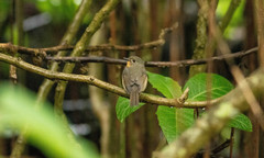 Cyornis whitei