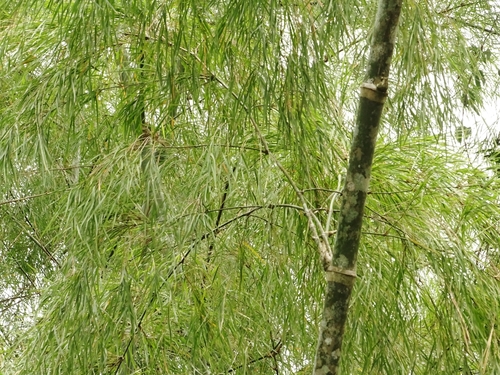 Guadua superba