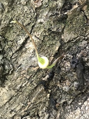 Parmentiera aculeata