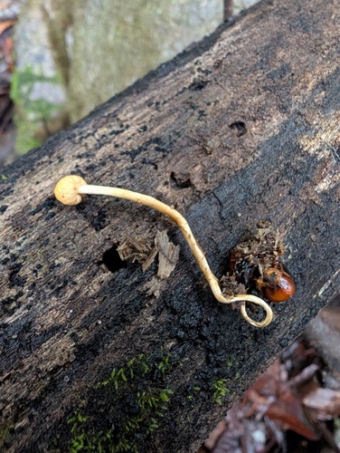 Ophiocordyceps formicarum