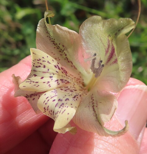 Pearl Afrikaner (Gladiolus recurvus)