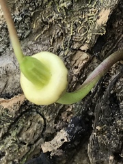 Parmentiera aculeata