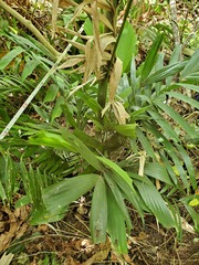 Ptychosperma macarthurii