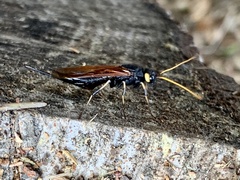 Urocerus californicus