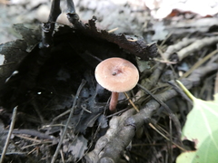 Lactarius oculatus
